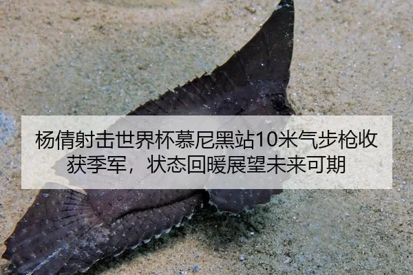 杨倩射击世界杯慕尼黑站10米气步枪收获季军，状态回暖展望未来可期
